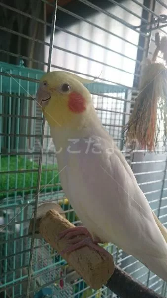 コメントの画像