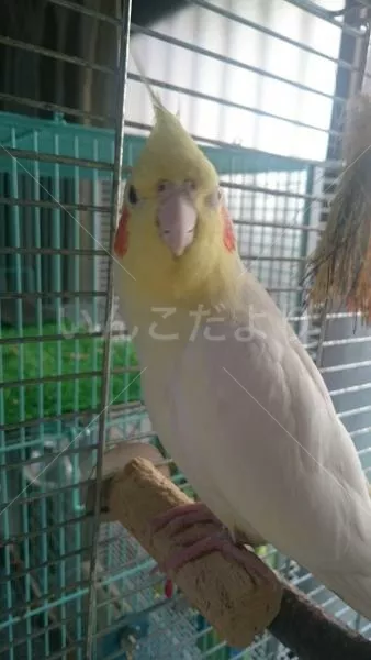 コメントの画像