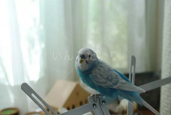 コメントの画像