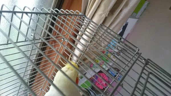 コメントの画像