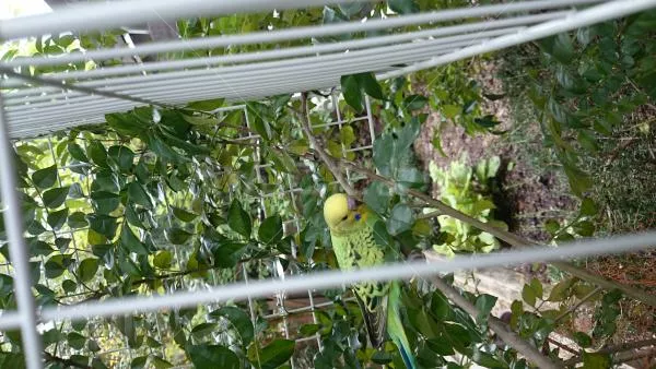 コメントの画像