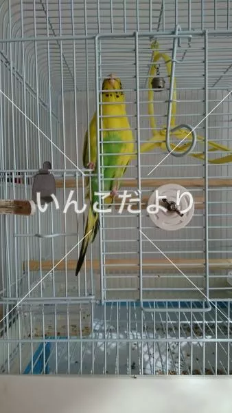 コメントの画像