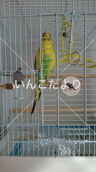 コメントの画像
