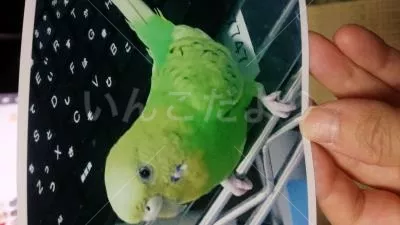 コメントの画像