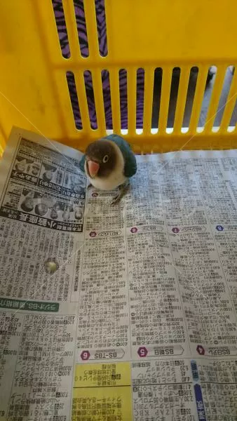 コメントの画像