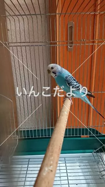 コメントの画像