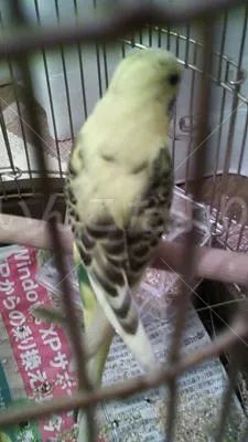 コメントの画像