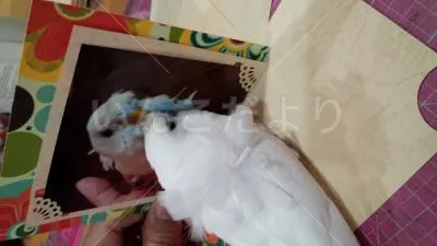 コメントの画像