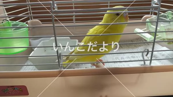 コメントの画像