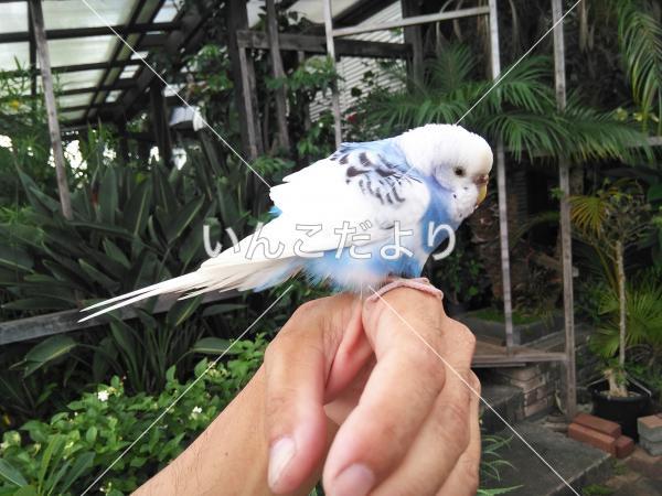 コメントの画像