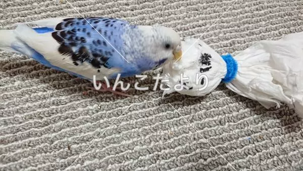 コメントの画像