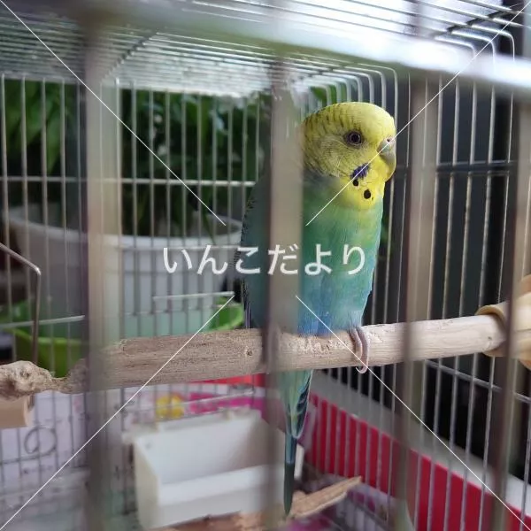 コメントの画像