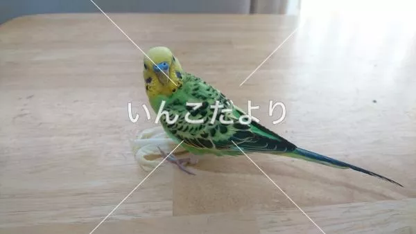 コメントの画像