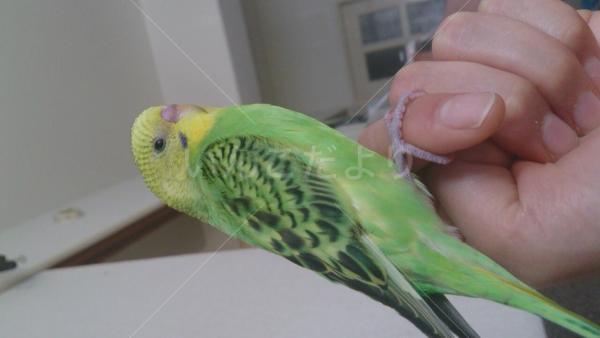 コメントの画像