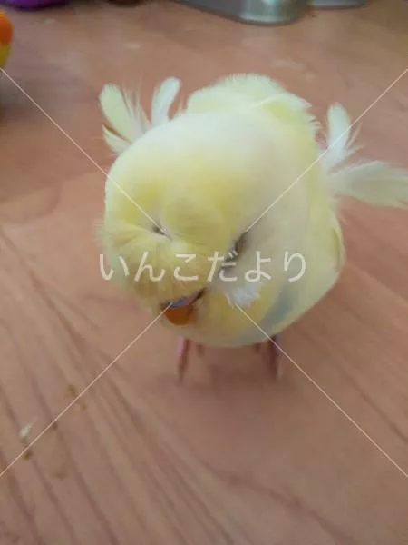 コメントの画像