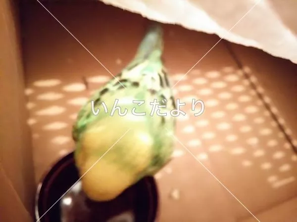 コメントの画像