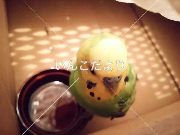 コメントの画像