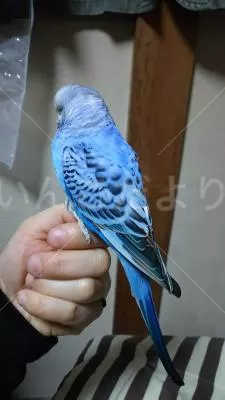 コメントの画像