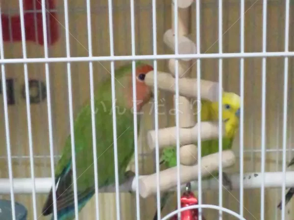 コメントの画像