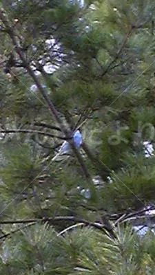 コメントの画像