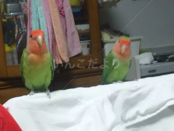 コメントの画像