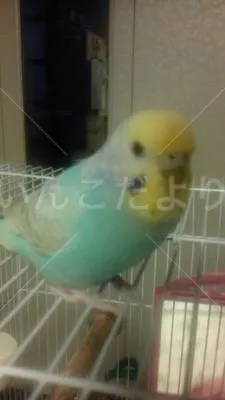 コメントの画像