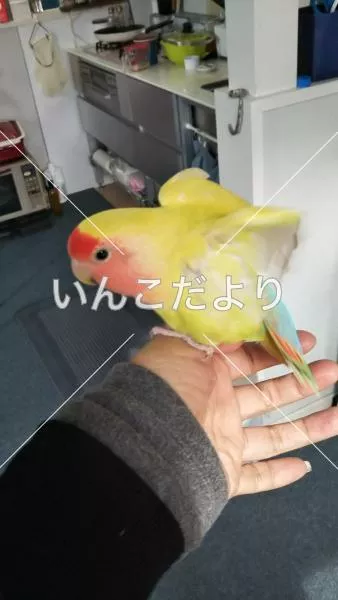 コメントの画像