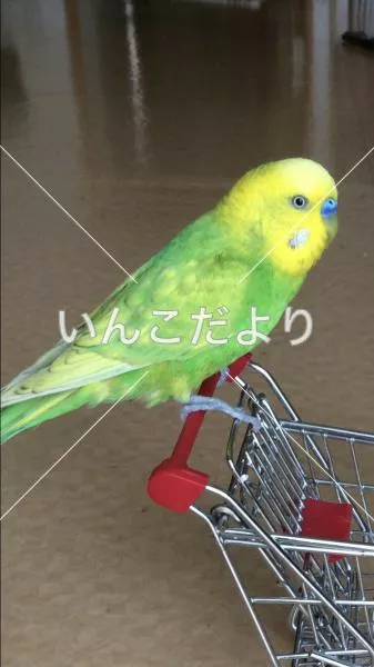 コメントの画像