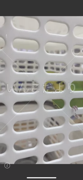 コメントの画像