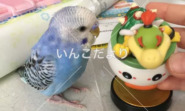 コメントの画像