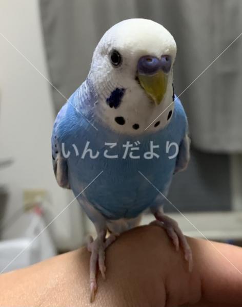 コメントの画像