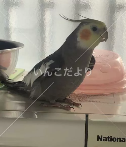 コメントの画像