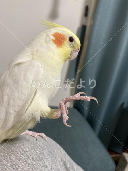 コメントの画像