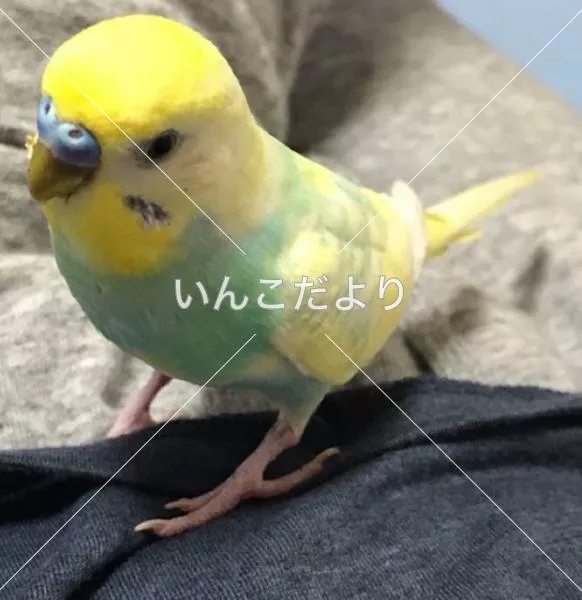 コメントの画像