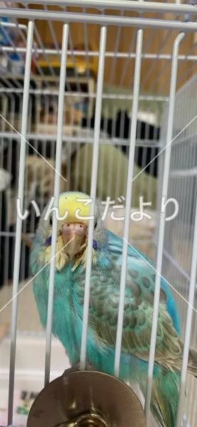 コメントの画像