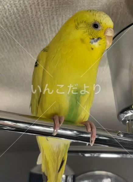 コメントの画像