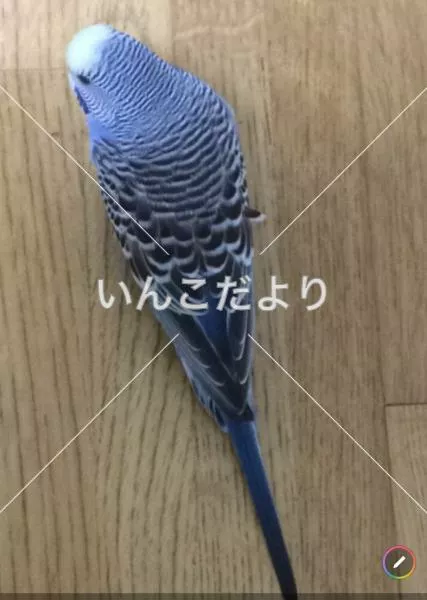コメントの画像