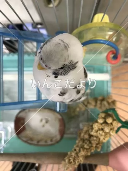 コメントの画像