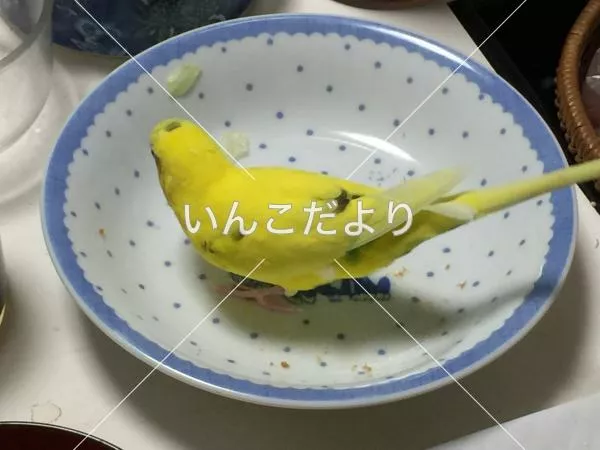 コメントの画像