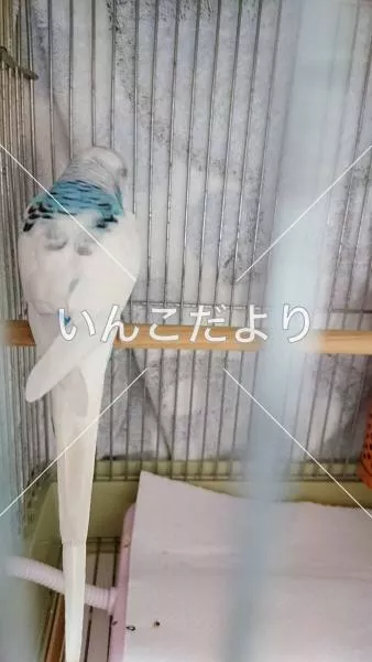 コメントの画像