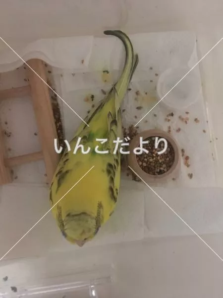 コメントの画像