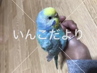 コメントの画像