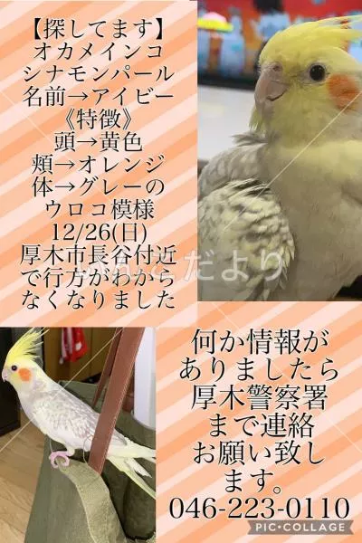 コメントの画像