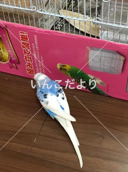 コメントの画像