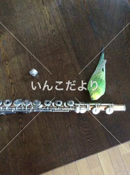 コメントの画像