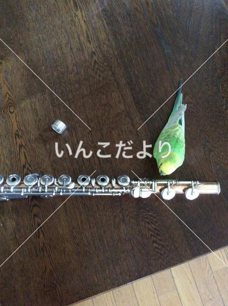 コメントの画像