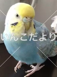 コメントの画像