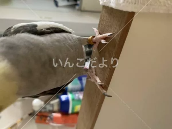 コメントの画像