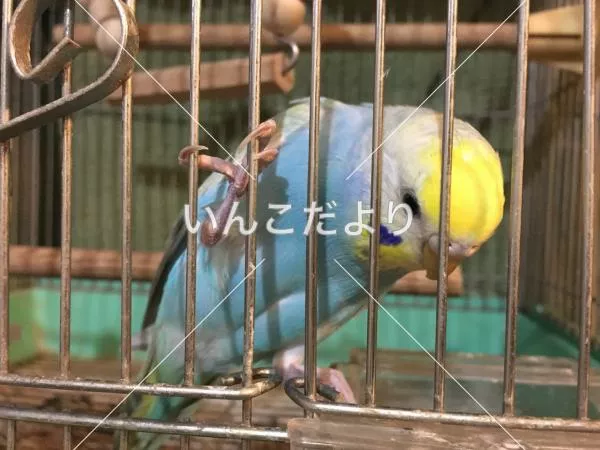 コメントの画像