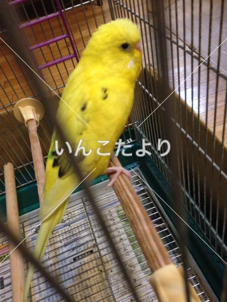 コメントの画像
